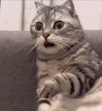 Nervous cat
